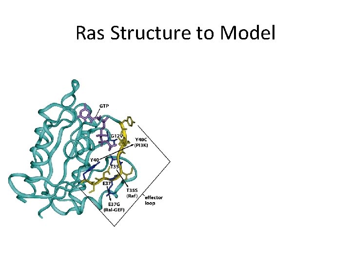 Ras Structure to Model 