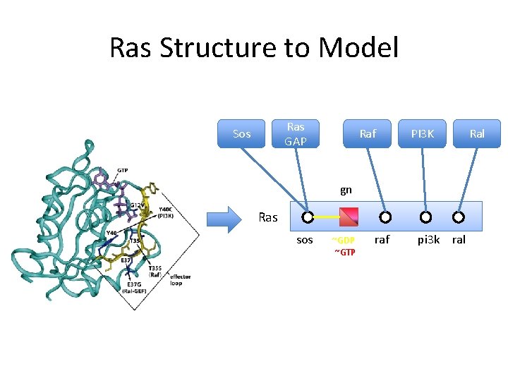 Ras Structure to Model Ras GAP Sos Raf PI 3 K Ral gn Ras