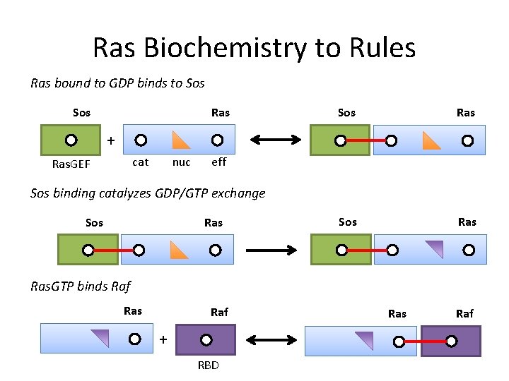 Ras Biochemistry to Rules Ras bound to GDP binds to Sos Ras + cat