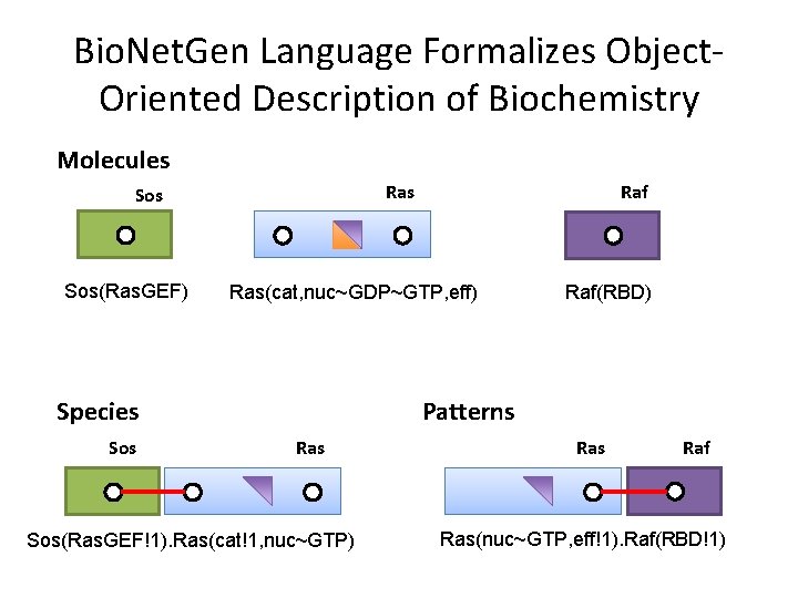 Bio. Net. Gen Language Formalizes Object. Oriented Description of Biochemistry Molecules Ras Sos(Ras. GEF)