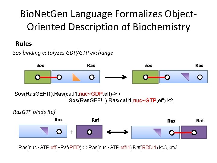 Bio. Net. Gen Language Formalizes Object. Oriented Description of Biochemistry Rules Sos binding catalyzes