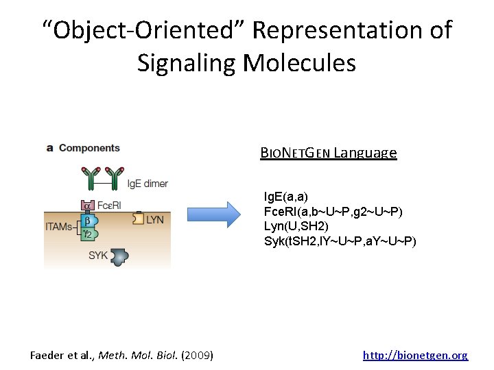 “Object-Oriented” Representation of Signaling Molecules BIONETGEN Language Ig. E(a, a) Fce. RI(a, b~U~P, g