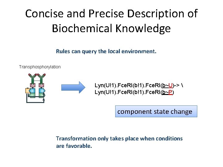 Concise and Precise Description of Biochemical Knowledge Rules can query the local environment. Transphorylation