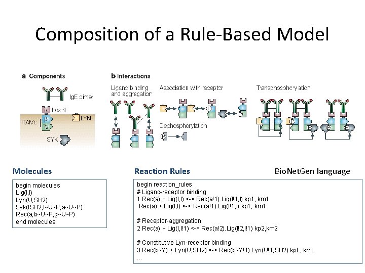 Composition of a Rule-Based Model Molecules begin molecules Lig(l, l) Lyn(U, SH 2) Syk(t.