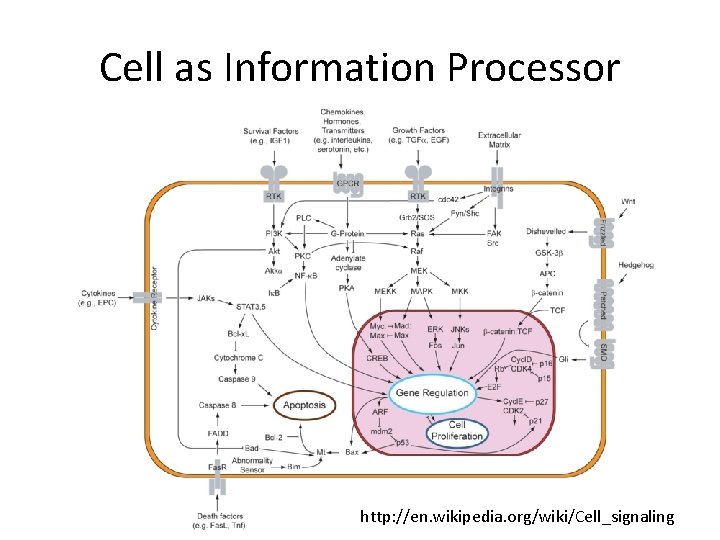 Cell as Information Processor http: //en. wikipedia. org/wiki/Cell_signaling 