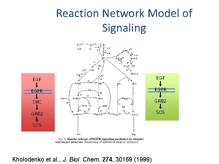 Reaction Network Model of Signaling EGF EGFR SHC GRB 2 SOS Kholodenko et al.