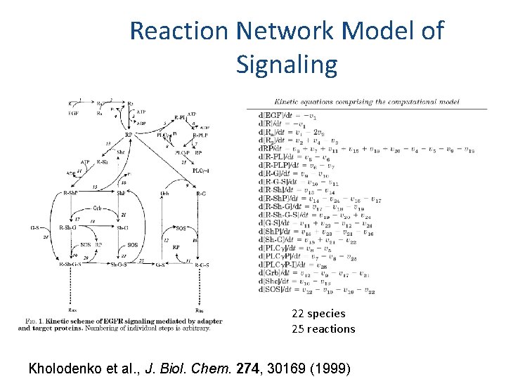 Reaction Network Model of Signaling 22 species 25 reactions Kholodenko et al. , J.