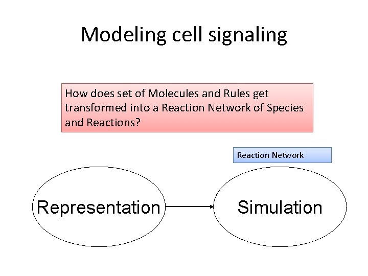 Modeling cell signaling How does set of Molecules and Rules get transformed into a