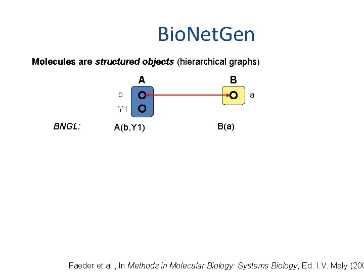 Bio. Net. Gen Molecules are structured objects (hierarchical graphs) A B b a Y