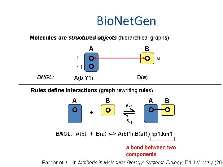 Bio. Net. Gen Molecules are structured objects (hierarchical graphs) A B b a Y