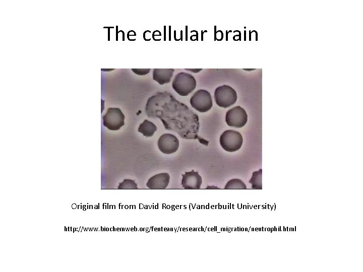The cellular brain Original film from David Rogers (Vanderbuilt University) http: //www. biochemweb. org/fenteany/research/cell_migration/neutrophil.
