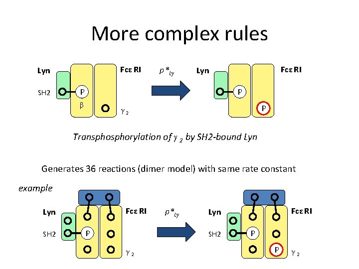 More complex rules Fcε RI Lyn SH 2 p*Lγ Fcε RI Lyn P P