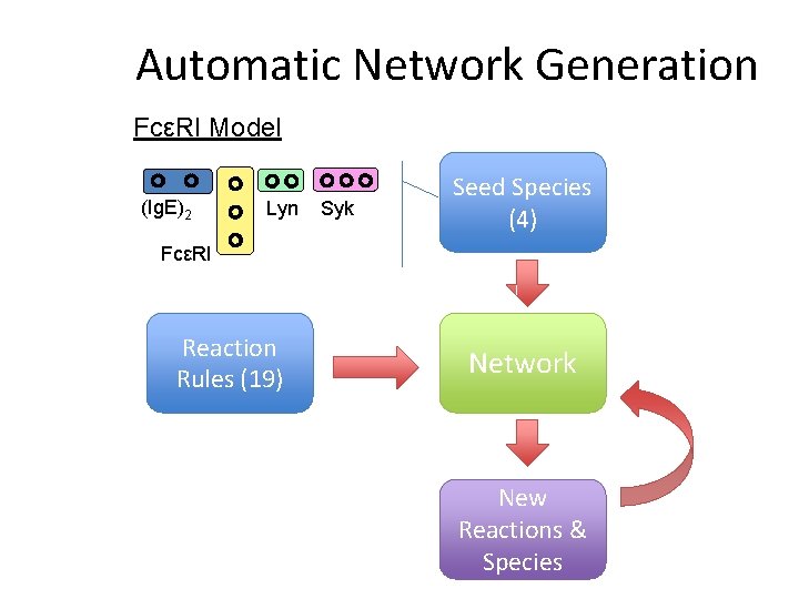 Automatic Network Generation FcεRI Model (Ig. E)2 Lyn Syk Seed Species (4) FcεRI Reaction