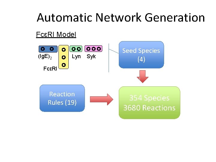 Automatic Network Generation FcεRI Model (Ig. E)2 Lyn Syk Seed Species (4) FcεRI Reaction