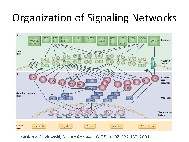 Organization of Signaling Networks Yarden & Sliwkowski, Nature Rev. Mol. Cell Biol. 02: 127