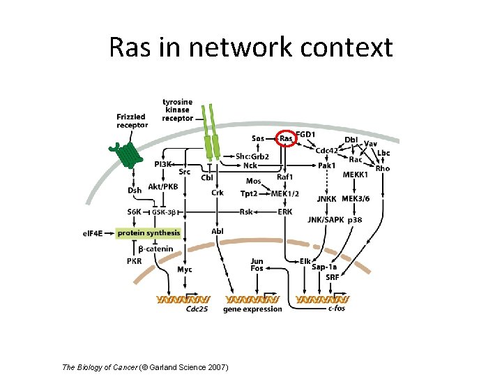 Ras in network context The Biology of Cancer (© Garland Science 2007) 