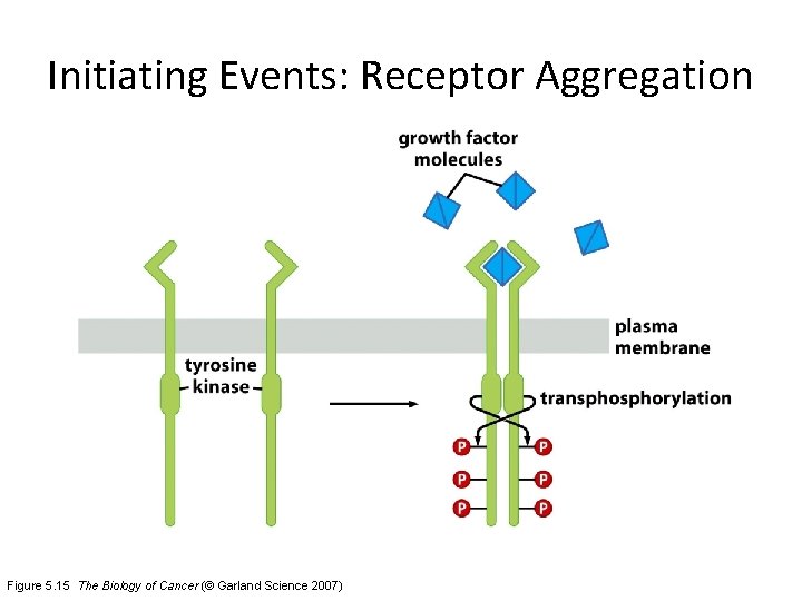 Initiating Events: Receptor Aggregation Figure 5. 15 The Biology of Cancer (© Garland Science