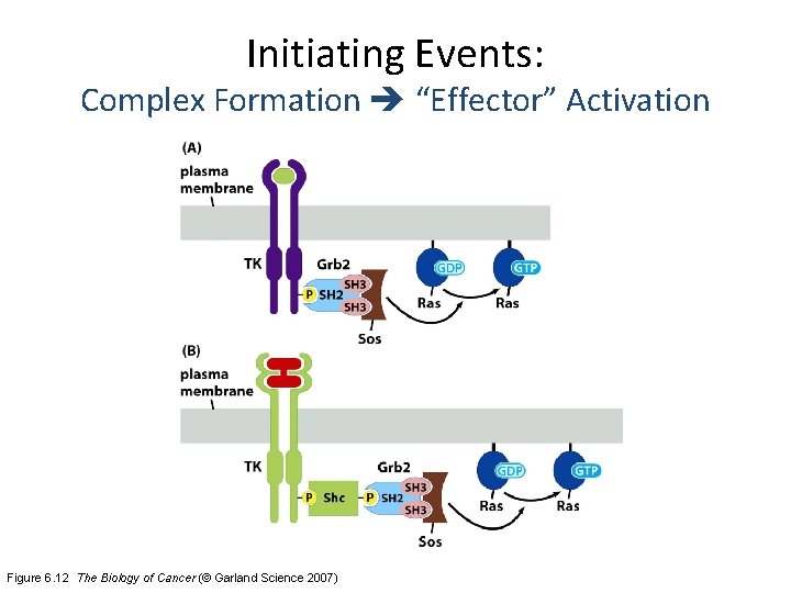 Initiating Events: Complex Formation “Effector” Activation Figure 6. 12 The Biology of Cancer (©