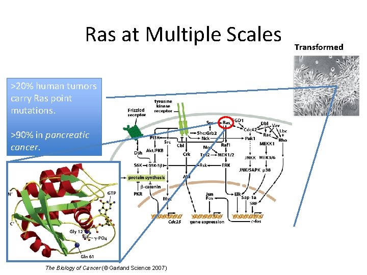 Ras at Multiple Scales >20% human tumors carry Ras point mutations. >90% in pancreatic