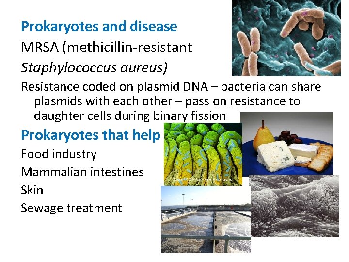 Prokaryotes and disease MRSA (methicillin-resistant Staphylococcus aureus) Resistance coded on plasmid DNA – bacteria