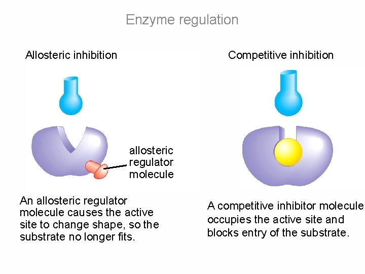 Enzyme regulation Allosteric inhibition Competitive inhibition allosteric regulator molecule An allosteric regulator molecule causes