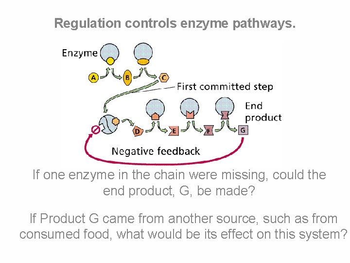 Regulation controls enzyme pathways. If one enzyme in the chain were missing, could the Regulation controls enzyme pathways. If one enzyme in the chain were missing, could the