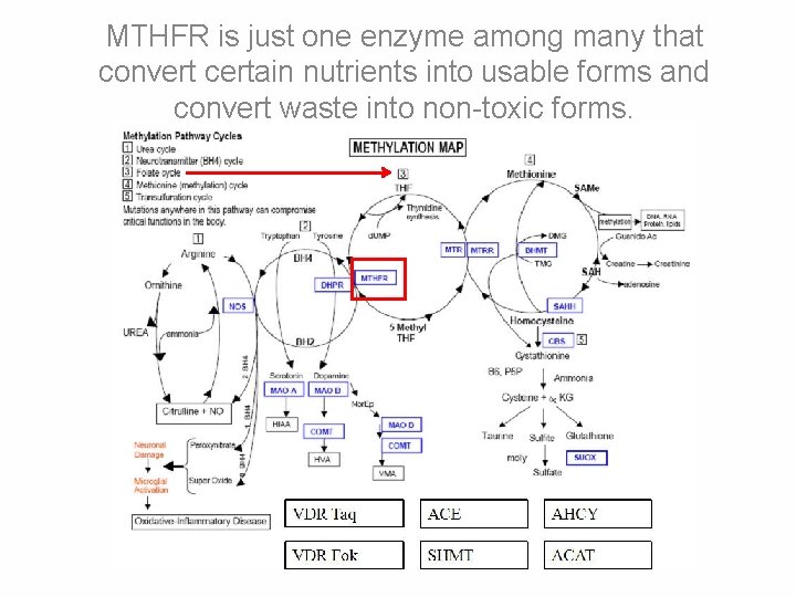 MTHFR is just one enzyme among many that convert certain nutrients into usable forms