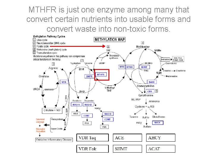 MTHFR is just one enzyme among many that convert certain nutrients into usable forms MTHFR is just one enzyme among many that convert certain nutrients into usable forms