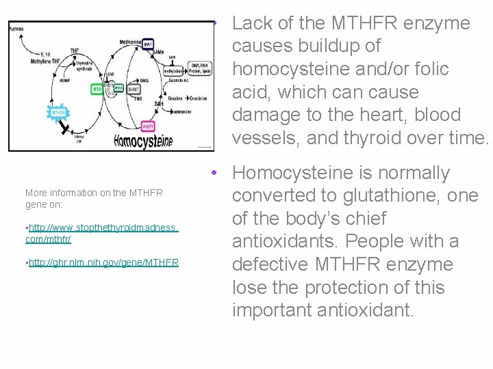  • Lack of the MTHFR enzyme causes buildup of homocysteine and/or folic acid,