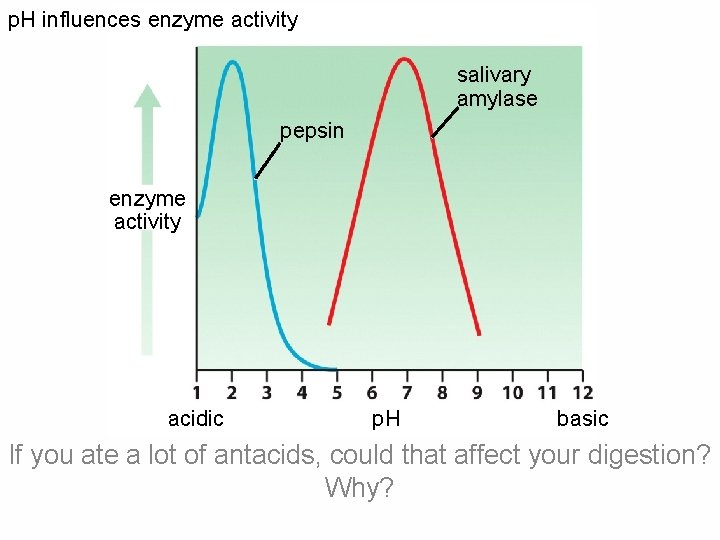 p. H influences enzyme activity salivary amylase pepsin enzyme activity acidic p. H basic