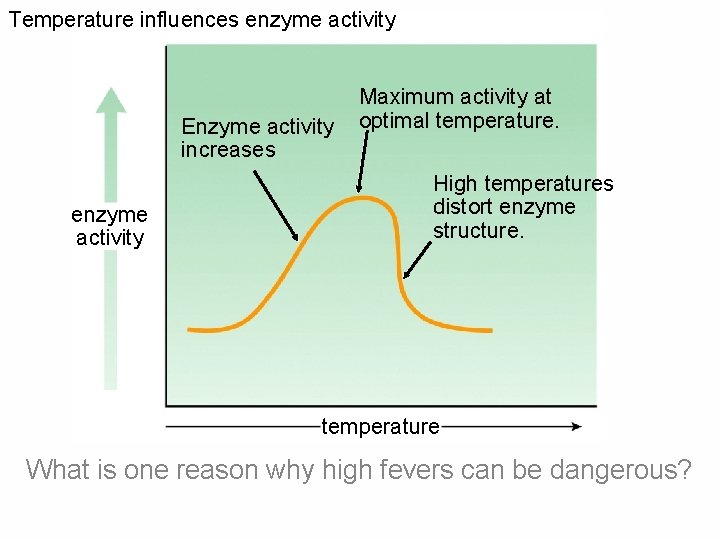 Temperature influences enzyme activity Enzyme activity increases enzyme activity Maximum activity at optimal temperature. Temperature influences enzyme activity Enzyme activity increases enzyme activity Maximum activity at optimal temperature.