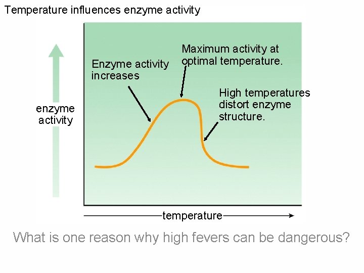 Temperature influences enzyme activity Enzyme activity increases enzyme activity Maximum activity at optimal temperature.