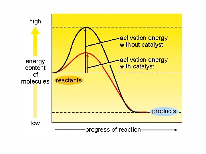 high activation energy without catalyst energy content of molecules activation energy with catalyst reactants high activation energy without catalyst energy content of molecules activation energy with catalyst reactants