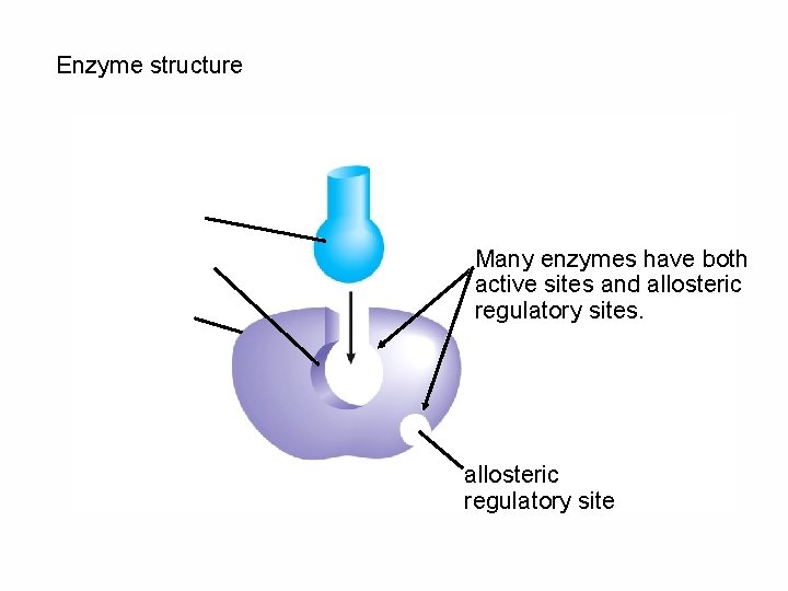 Enzyme structure Many enzymes have both active sites and allosteric regulatory sites. allosteric regulatory