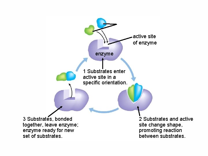 active site of enzyme 1 Substrates enter active site in a specific orientation. 3 active site of enzyme 1 Substrates enter active site in a specific orientation. 3