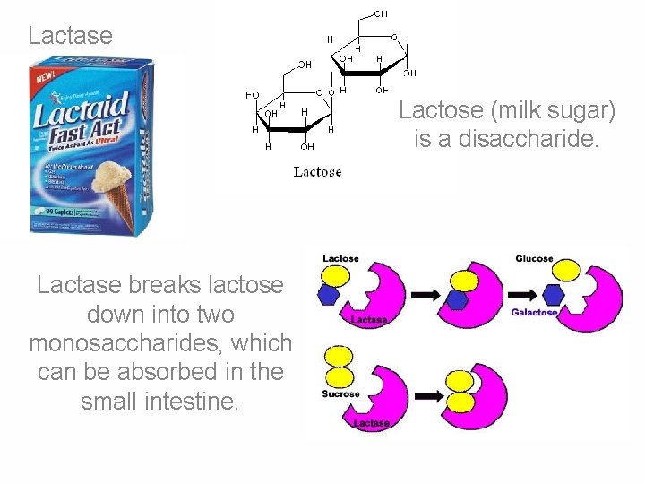 Lactase Lactose (milk sugar) is a disaccharide. Lactase breaks lactose down into two monosaccharides,