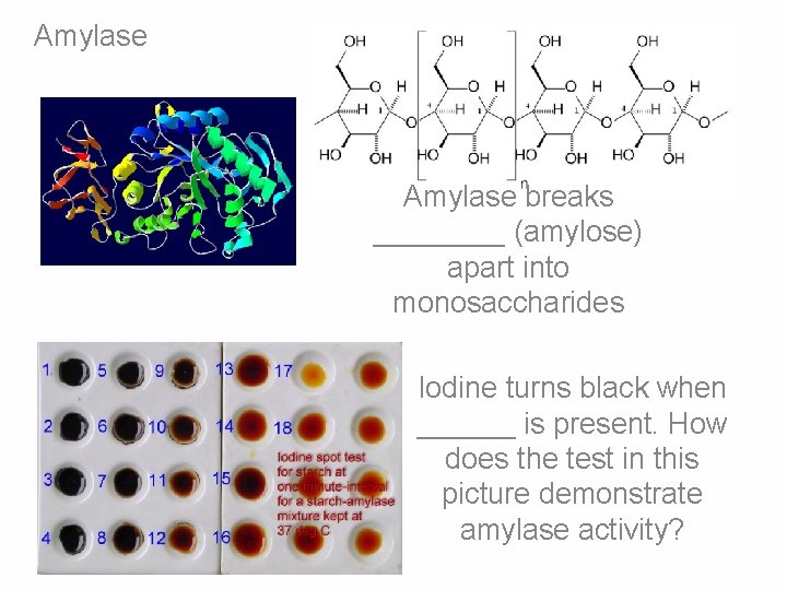 Amylase breaks ____ (amylose) apart into monosaccharides Iodine turns black when ______ is present. Amylase breaks ____ (amylose) apart into monosaccharides Iodine turns black when ______ is present.