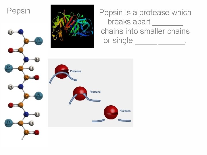 Pepsin is a protease which breaks apart _______ chains into smaller chains or single Pepsin is a protease which breaks apart _______ chains into smaller chains or single