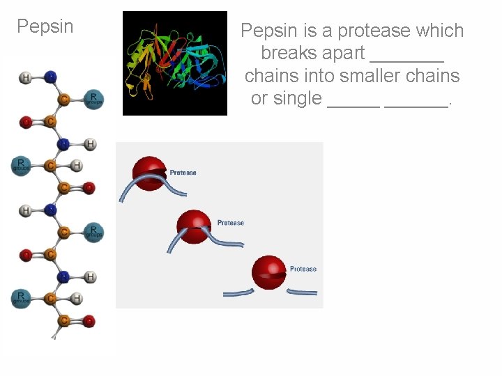 Pepsin is a protease which breaks apart _______ chains into smaller chains or single