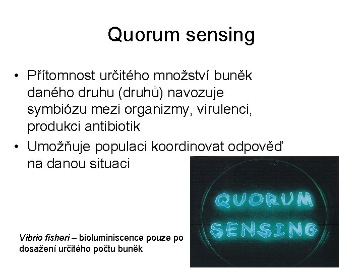 Quorum sensing • Přítomnost určitého množství buněk daného druhu (druhů) navozuje symbiózu mezi organizmy,