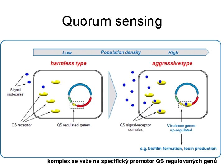 Quorum sensing komplex se váže na specifický promotor QS regulovaných genů 