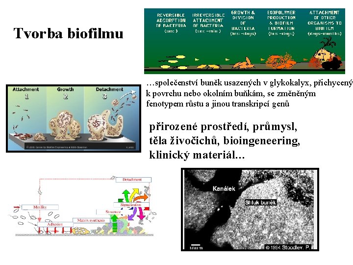 Tvorba biofilmu …společenství buněk usazených v glykokalyx, přichycený k povrchu nebo okolním buňkám, se