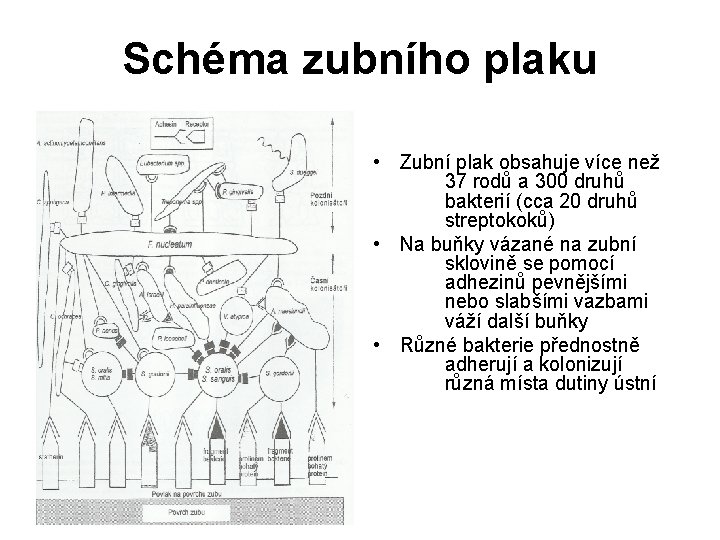 Schéma zubního plaku • Zubní plak obsahuje více než 37 rodů a 300 druhů