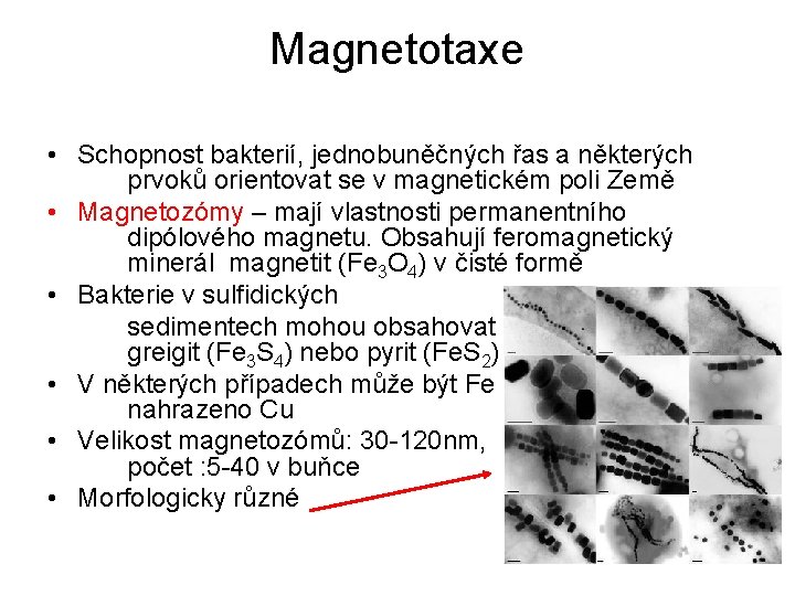 Magnetotaxe • Schopnost bakterií, jednobuněčných řas a některých prvoků orientovat se v magnetickém poli