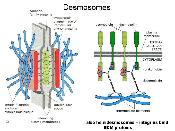 Desmosomes also hemidesmosomes – integrins bind ECM proteins 