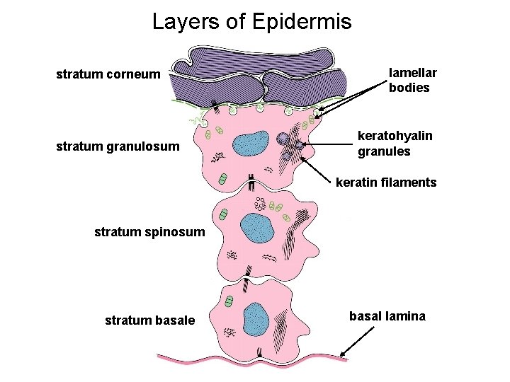 Layers of Epidermis stratum corneum stratum granulosum lamellar bodies keratohyalin granules keratin filaments stratum