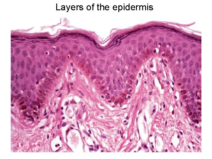 Layers of the epidermis 