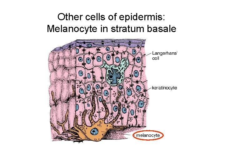 Other cells of epidermis: Melanocyte in stratum basale 