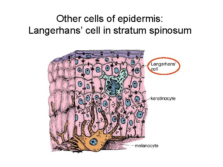 Other cells of epidermis: Langerhans’ cell in stratum spinosum 