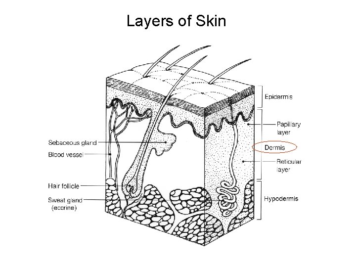 Layers of Skin 